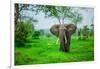 Elephant on Safari, Mizumi Safari Park, Tanzania, East Africa, Africa-Laura Grier-Framed Photographic Print