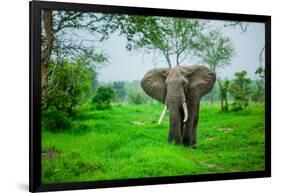 Elephant on Safari, Mizumi Safari Park, Tanzania, East Africa, Africa-Laura Grier-Framed Photographic Print