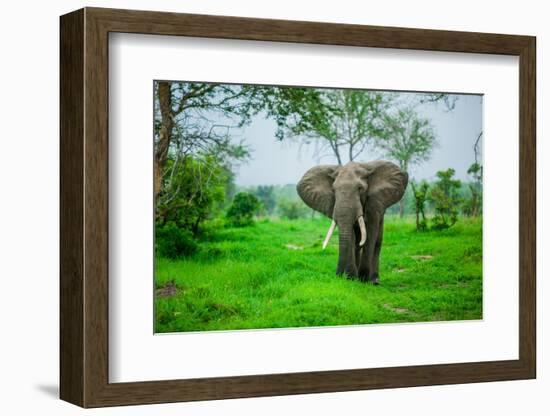 Elephant on Safari, Mizumi Safari Park, Tanzania, East Africa, Africa-Laura Grier-Framed Photographic Print