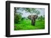 Elephant on Safari, Mizumi Safari Park, Tanzania, East Africa, Africa-Laura Grier-Framed Photographic Print