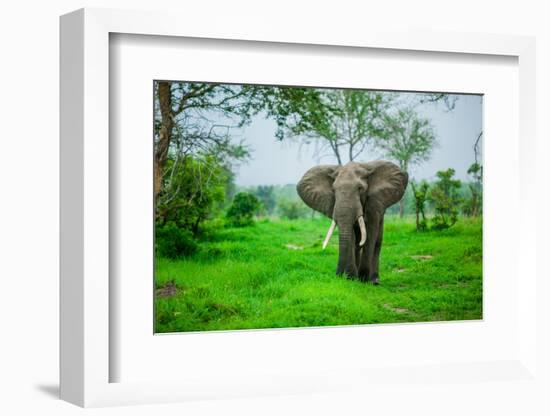 Elephant on Safari, Mizumi Safari Park, Tanzania, East Africa, Africa-Laura Grier-Framed Photographic Print