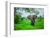 Elephant on Safari, Mizumi Safari Park, Tanzania, East Africa, Africa-Laura Grier-Framed Photographic Print