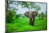 Elephant on Safari, Mizumi Safari Park, Tanzania, East Africa, Africa-Laura Grier-Mounted Photographic Print
