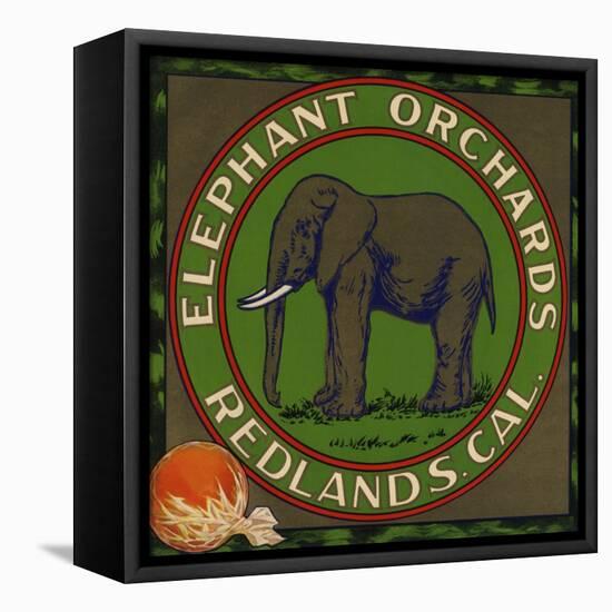 Elephant Orchards Brand - Redlands, California - Citrus Crate Label-Lantern Press-Framed Stretched Canvas