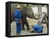 Elephant Painting with His Trunk, Mae Sa Elephant Camp, Chiang Mai, Thailand, Asia-Bruno Morandi-Framed Stretched Canvas