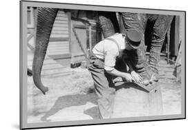 Elephant Pedicure-null-Mounted Art Print