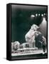 Elephant Performing in a Circus-null-Framed Stretched Canvas