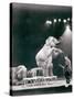 Elephant Performing in a Circus-null-Stretched Canvas