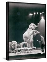 Elephant Performing in a Circus-null-Framed Photographic Print