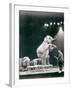 Elephant Performing in a Circus-null-Framed Photographic Print