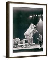 Elephant Performing in a Circus-null-Framed Photographic Print