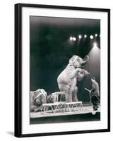 Elephant Performing in a Circus-null-Framed Photographic Print