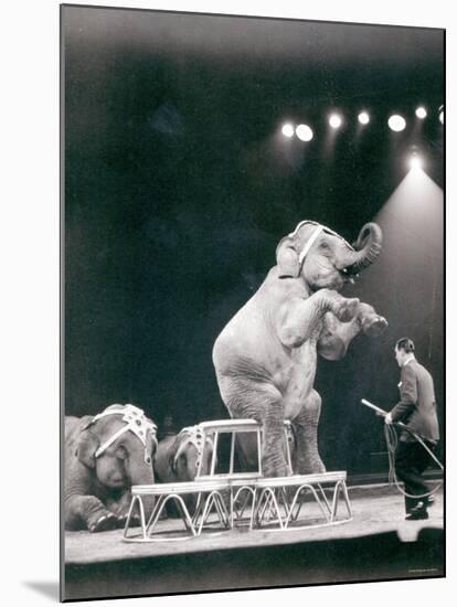 Elephant Performing in a Circus-null-Mounted Photographic Print