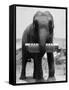 Elephant Playing Harmonica-null-Framed Stretched Canvas