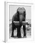 Elephant Playing Harmonica-null-Framed Premium Photographic Print