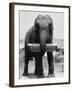 Elephant Playing Harmonica-null-Framed Premium Photographic Print