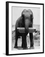 Elephant Playing Harmonica-null-Framed Premium Photographic Print