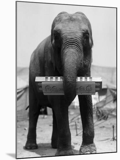 Elephant Playing Harmonica-null-Mounted Premium Photographic Print