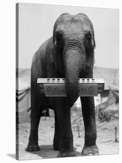 Elephant Playing Harmonica-null-Stretched Canvas