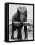 Elephant Playing Harmonica-null-Framed Stretched Canvas