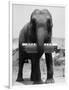 Elephant Playing Harmonica-null-Framed Photographic Print