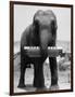 Elephant Playing Harmonica-null-Framed Photographic Print