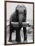 Elephant Playing Harmonica-null-Framed Photographic Print