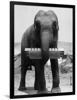 Elephant Playing Harmonica-null-Framed Photographic Print