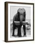 Elephant Playing Harmonica-null-Framed Photographic Print