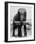 Elephant Playing Harmonica-null-Framed Photographic Print