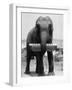 Elephant Playing Harmonica-null-Framed Photographic Print