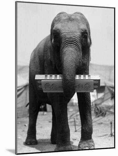 Elephant Playing Harmonica-null-Mounted Photographic Print