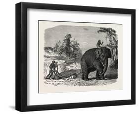 Elephant Ploughing in Ceylon, Sri Lanka-null-Framed Giclee Print