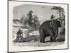 Elephant Ploughing in Ceylon, Sri Lanka-null-Mounted Giclee Print