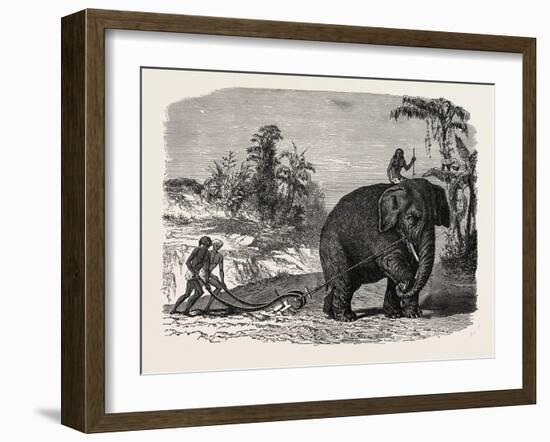 Elephant Ploughing in Ceylon, Sri Lanka-null-Framed Giclee Print