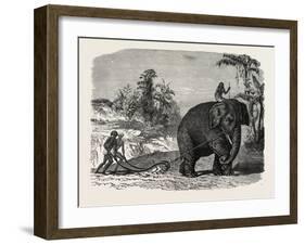 Elephant Ploughing in Ceylon, Sri Lanka-null-Framed Giclee Print