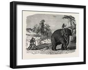 Elephant Ploughing in Ceylon, Sri Lanka-null-Framed Giclee Print