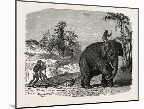 Elephant Ploughing in Ceylon, Sri Lanka-null-Mounted Giclee Print