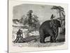 Elephant Ploughing in Ceylon, Sri Lanka-null-Stretched Canvas