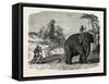 Elephant Ploughing in Ceylon, Sri Lanka-null-Framed Stretched Canvas