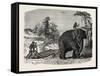 Elephant Ploughing in Ceylon, Sri Lanka-null-Framed Stretched Canvas