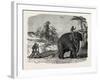 Elephant Ploughing in Ceylon, Sri Lanka-null-Framed Giclee Print