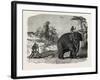 Elephant Ploughing in Ceylon, Sri Lanka-null-Framed Giclee Print