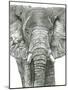 Elephant Portrait-Lucy Francis-Mounted Giclee Print