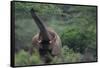 Elephant Pulling Leaves off Tree-DLILLC-Framed Stretched Canvas