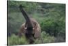 Elephant Pulling Leaves off Tree-DLILLC-Stretched Canvas