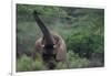 Elephant Pulling Leaves off Tree-DLILLC-Framed Photographic Print