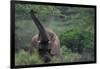 Elephant Pulling Leaves off Tree-DLILLC-Framed Photographic Print