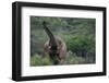 Elephant Pulling Leaves off Tree-DLILLC-Framed Photographic Print