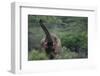 Elephant Pulling Leaves off Tree-DLILLC-Framed Photographic Print